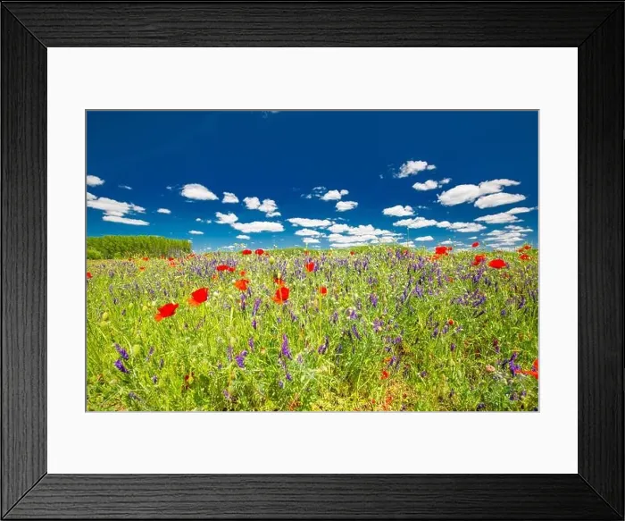 Framed Print : Beautiful summer meadow nature. Spring and summer poppy flowers under blue sky and sunlight. Idyllic summer nature landscape, red poppy flowers Framed Print : Beautiful summer meadow nature. Spring and summer poppy flowers under blue sky and sunlight. Idyllic summer nature landscape, red poppy flowers