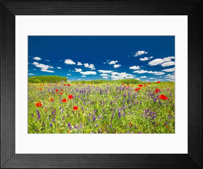 Framed Print : Beautiful summer meadow nature. Spring and summer poppy flowers under blue sky and sunlight. Idyllic summer nature landscape, red poppy flowers Framed Print : Beautiful summer meadow nature. Spring and summer poppy flowers under blue sky and sunlight. Idyllic summer nature landscape, red poppy flowers