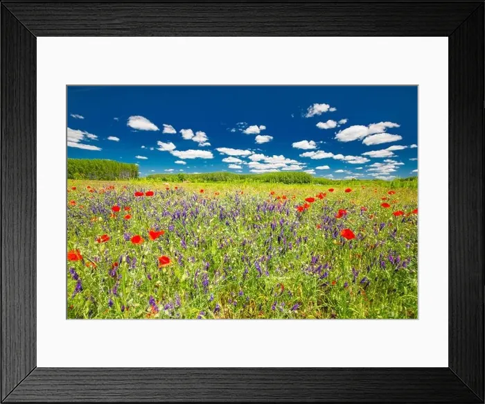 Framed Print : Beautiful summer meadow nature. Spring and summer poppy flowers under blue sky and sunlight. Idyllic summer nature landscape, red poppy flowers Framed Print : Beautiful summer meadow nature. Spring and summer poppy flowers under blue sky and sunlight. Idyllic summer nature landscape, red poppy flowers