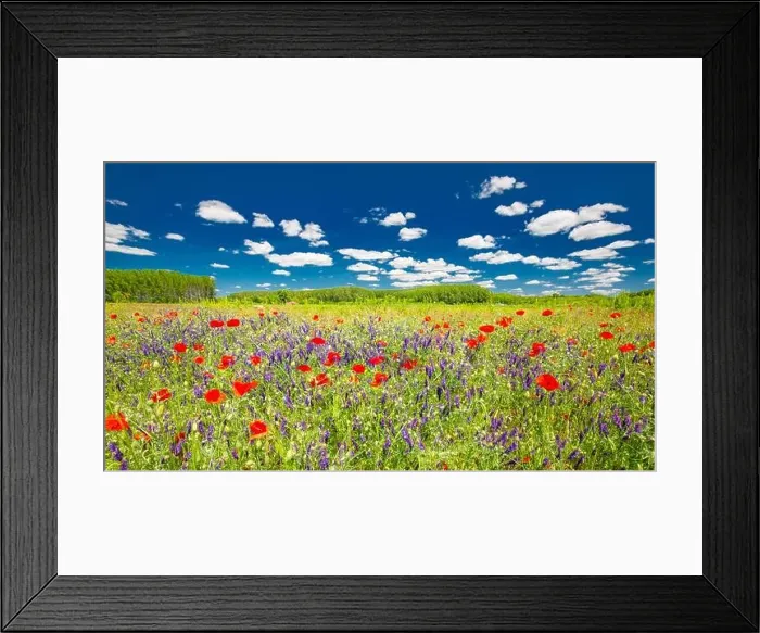 Framed Print : Beautiful summer meadow nature. Spring and summer poppy flowers under blue sky and sunlight. Idyllic summer nature landscape, red poppy flowers Framed Print : Beautiful summer meadow nature. Spring and summer poppy flowers under blue sky and sunlight. Idyllic summer nature landscape, red poppy flowers