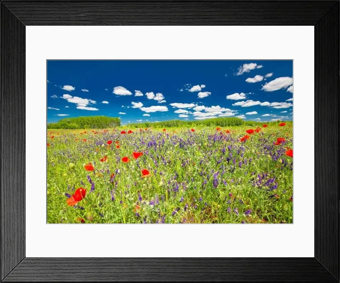 Framed Print : Beautiful summer meadow nature. Spring and summer poppy flowers under blue sky and sunlight. Idyllic summer nature landscape, red poppy flowers Framed Print : Beautiful summer meadow nature. Spring and summer poppy flowers under blue sky and sunlight. Idyllic summer nature landscape, red poppy flowers