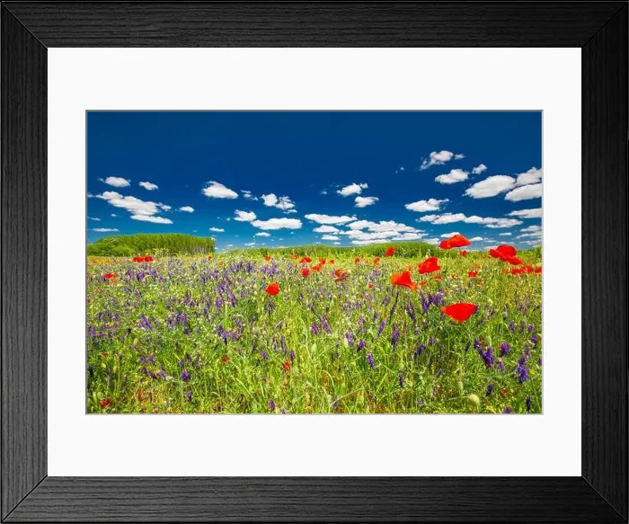 Framed Print : Beautiful summer meadow nature. Spring and summer poppy flowers under blue sky and sunlight. Idyllic summer nature landscape, red poppy flowers Framed Print : Beautiful summer meadow nature. Spring and summer poppy flowers under blue sky and sunlight. Idyllic summer nature landscape, red poppy flowers