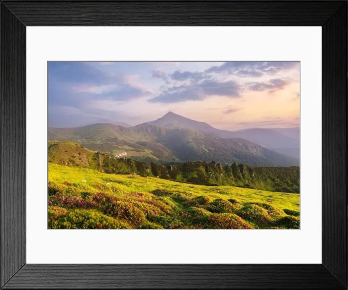 Framed Print : Rhododendron flowers covered mountains meadow in summer time. Purple sunrise light glowing on a foreground. Landscape photography Framed Print : Rhododendron flowers covered mountains meadow in summer time. Purple sunrise light glowing on a foreground. Landscape photography