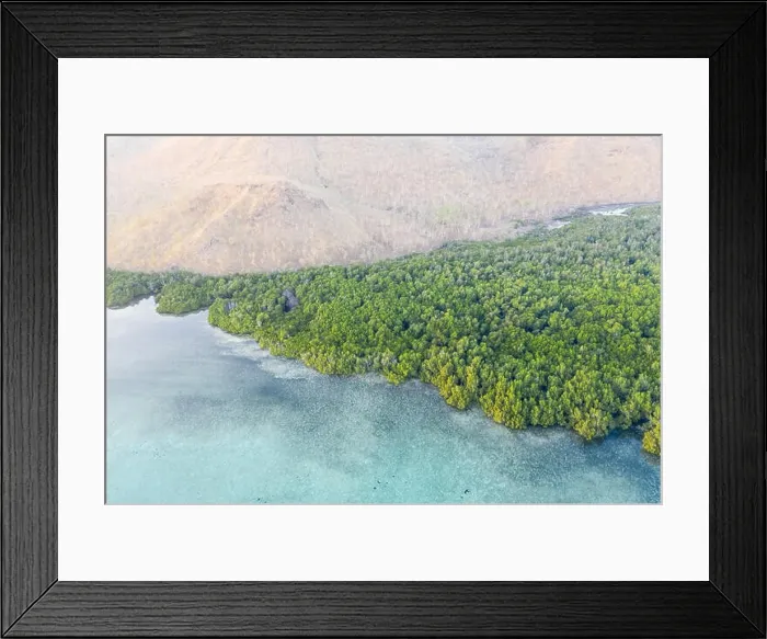 Framed Print : A thick mangrove forest fringes a dry island near Alor, Indonesia. Mangroves serve as important nurseries for marine fish and invertebrates