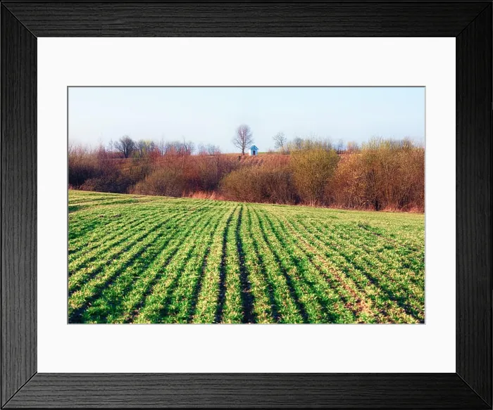 Framed Print : Green rows of young wheat on moravian agriculture field in spring time. Small chapel on background. Czech republic Framed Print : Green rows of young wheat on moravian agriculture field in spring time. Small chapel on background. Czech republic