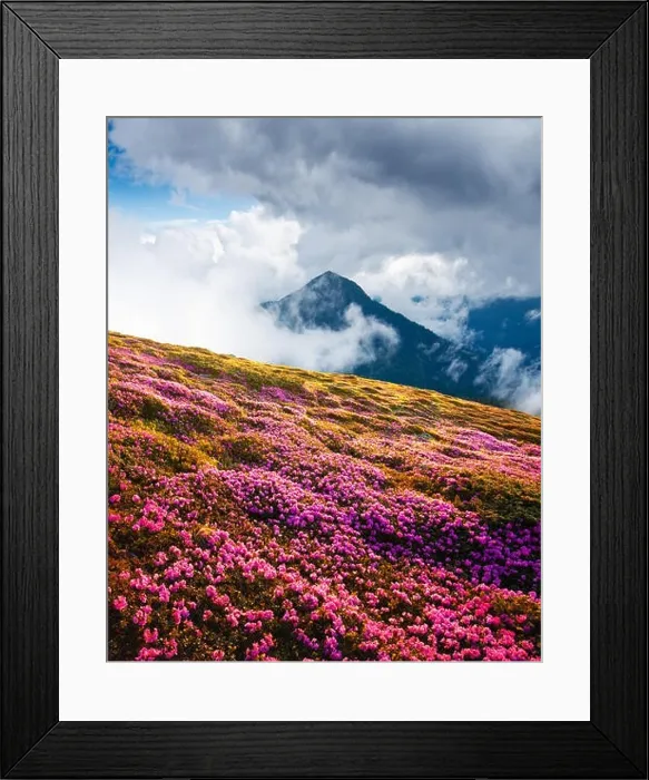 Framed Print : Magic pink rhododendron flowers on summer mountains. Dramatic cloudy sky and foggy meadow Framed Print : Magic pink rhododendron flowers on summer mountains. Dramatic cloudy sky and foggy meadow
