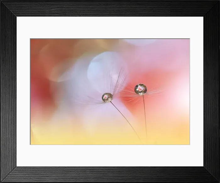 Framed Print : Beautiful Nature Background.Floral Art Design.Abstract Macro Photography.Pastel Flower.Dandelion Flowers.Orange Background.Creative Artistic Wallpaper Framed Print : Beautiful Nature Background.Floral Art Design.Abstract Macro Photography.Pastel Flower.Dandelion Flowers.Orange Background.Creative Artistic Wallpaper