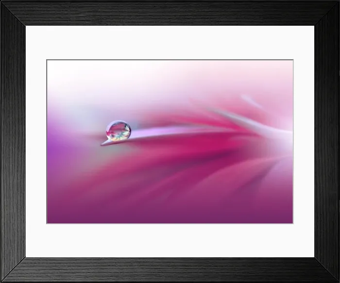 Framed Print : Beautiful Nature Background.Floral Art Design.Abstract Macro Photography.Pink Daisy Flower.Violet Background.Creative Artistic Wallpaper.Celebration Framed Print : Beautiful Nature Background.Floral Art Design.Abstract Macro Photography.Pink Daisy Flower.Violet Background.Creative Artistic Wallpaper.Celebration
