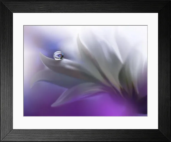 Framed Print : Beautiful Nature Background.Floral Art Design.Abstract Macro Photography.White Daisy Flower.White Background.Creative Artistic Wallpaper.Celebration Framed Print : Beautiful Nature Background.Floral Art Design.Abstract Macro Photography.White Daisy Flower.White Background.Creative Artistic Wallpaper.Celebration
