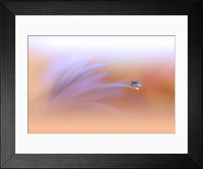 Framed Print : Beautiful Nature Background.Floral Art Design.Abstract Macro Photography.White Daisy Flower.Orange Background.Creative Artistic Wallpaper.Celebration Framed Print : Beautiful Nature Background.Floral Art Design.Abstract Macro Photography.White Daisy Flower.Orange Background.Creative Artistic Wallpaper.Celebration