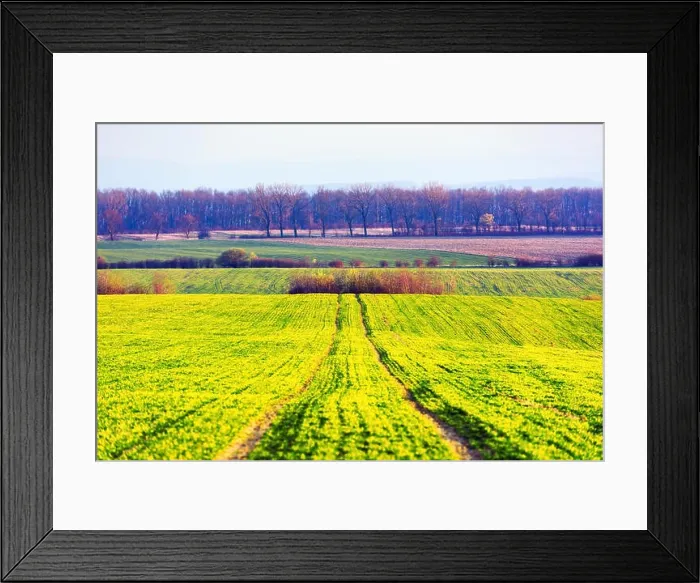 Framed Print : Green rows of young wheat on moravian agriculture field in spring time, Czech republic Framed Print : Green rows of young wheat on moravian agriculture field in spring time, Czech republic