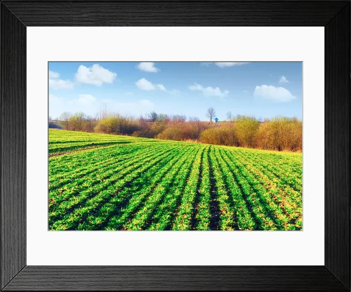 Framed Print : Green rows of young wheat on moravian agriculture field in spring time. Small chapel on background. Czech republic Framed Print : Green rows of young wheat on moravian agriculture field in spring time. Small chapel on background. Czech republic