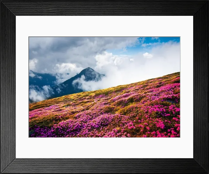 Framed Print : Magical landscape with charming pink rhododendron flowers at Carpathian mountains location, Ukraine, Europe Framed Print : Magical landscape with charming pink rhododendron flowers at Carpathian mountains location, Ukraine, Europe