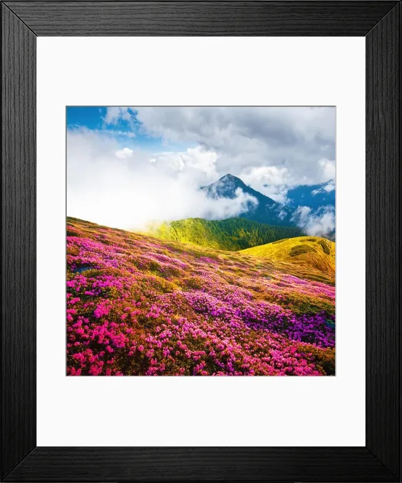 Framed Print : Summer landscape with pink blooming rhododendron flowers in the mountains glade. Beauty in nature world background Framed Print : Summer landscape with pink blooming rhododendron flowers in the mountains glade. Beauty in nature world background