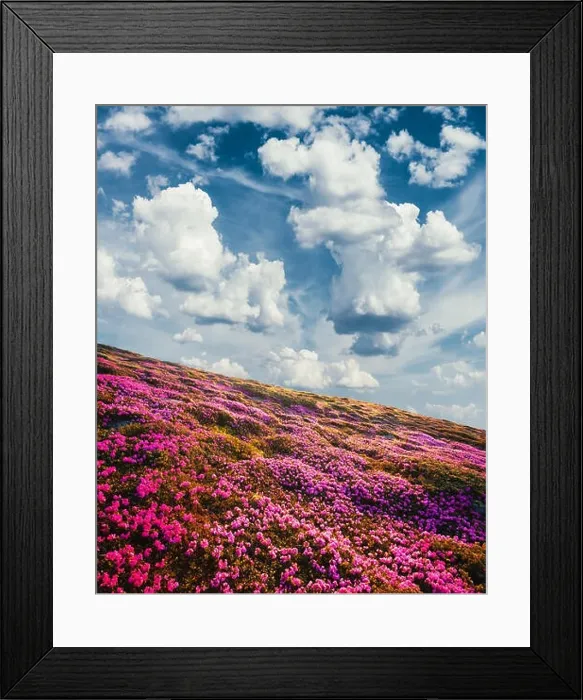Framed Print : Sunny summer day in the Ukrainian Carpathian Mountains. Mountain hills covered with flowering millions of magic rhododendron flowers Framed Print : Sunny summer day in the Ukrainian Carpathian Mountains. Mountain hills covered with flowering millions of magic rhododendron flowers