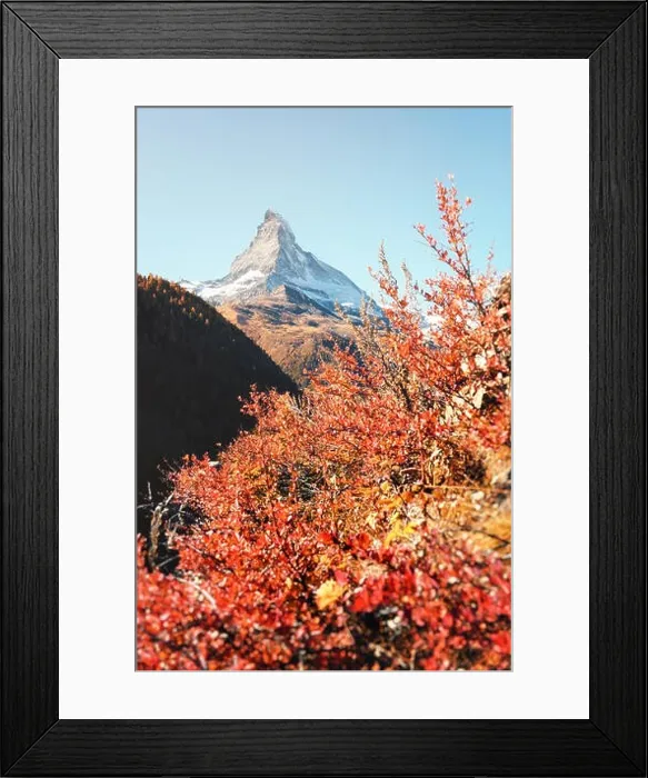Framed Print : Epic colorful scene with Matterhorn Cervino peak and red blooming bush. Swiss Alps, Switzerland, Europe Framed Print : Epic colorful scene with Matterhorn Cervino peak and red blooming bush. Swiss Alps, Switzerland, Europe