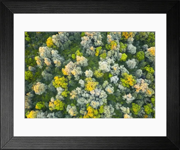 Framed Print : Aerial drone photo looking down on magical summer forest with warm sunbeams illuminating the trunks and leaves. Nature background Framed Print : Aerial drone photo looking down on magical summer forest with warm sunbeams illuminating the trunks and leaves. Nature background