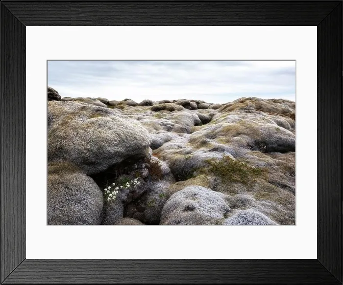 Framed Print : Unaccustomed Iceland landscape with lava field covered with brown moss Eldhraun from volcano eruption and cloudy sky Framed Print : Unaccustomed Iceland landscape with lava field covered with brown moss Eldhraun from volcano eruption and cloudy sky