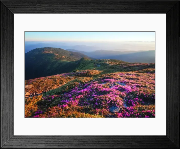 Framed Print : Mountains landscape with beautiful pink rhododendron flowers