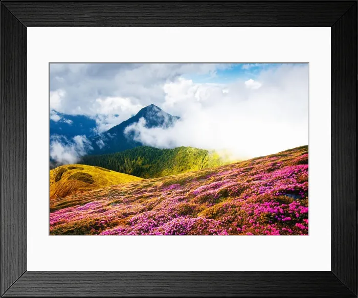 Framed Print : Colorful blooming rhododendron flowers in summer field in the Carpathian mountains. Splendid nature outdoor scene. World beauty concept background Framed Print : Colorful blooming rhododendron flowers in summer field in the Carpathian mountains. Splendid nature outdoor scene. World beauty concept background