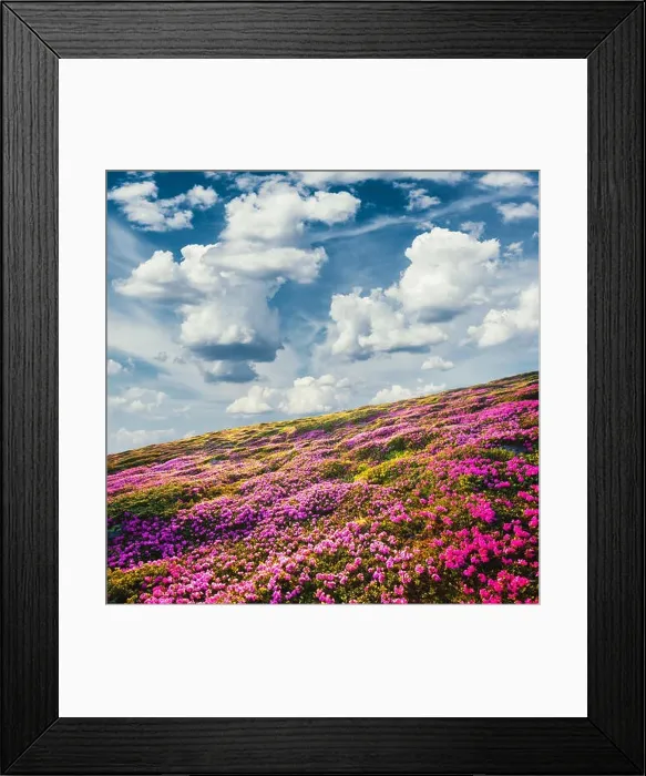 Framed Print : Awesome summer sunny landscape with fluffy clouds in blue sky and blooming pink rhododendron flowers covered mountains hills around Framed Print : Awesome summer sunny landscape with fluffy clouds in blue sky and blooming pink rhododendron flowers covered mountains hills around