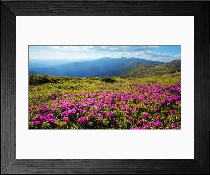 Framed Print : Pink rhododendron flowers covered mountains meadow in summer time Framed Print : Pink rhododendron flowers covered mountains meadow in summer time