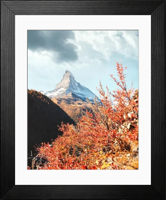 Framed Print : Incredible colorful landscape with Matterhorn Cervino peak and red flowers bush in Swiss Alps Framed Print : Incredible colorful landscape with Matterhorn Cervino peak and red flowers bush in Swiss Alps