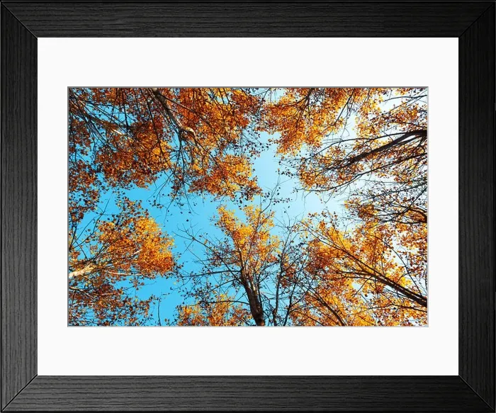Framed Print : Orange birch tree with a blue sky on autumn forest. Nature beauty background Framed Print : Orange birch tree with a blue sky on autumn forest. Nature beauty background