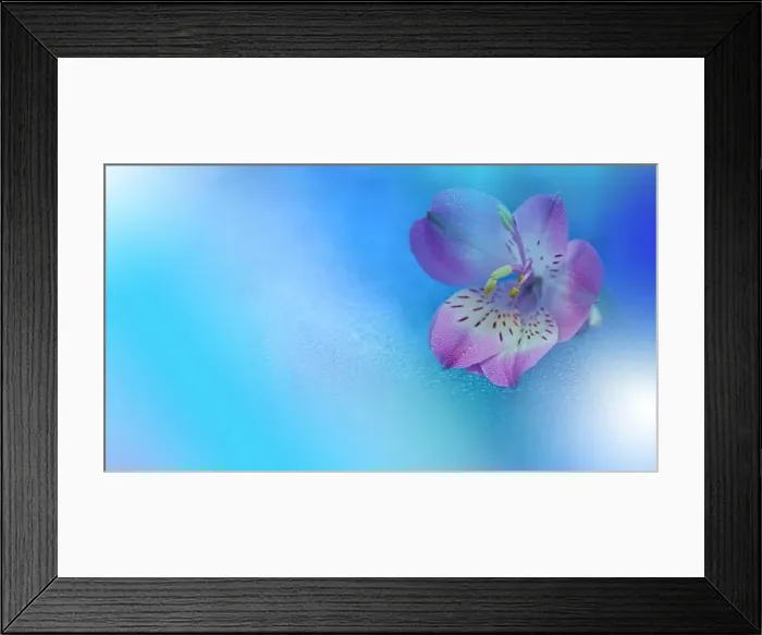 Framed Print : Macro Photography.Floral abstract pastel blue background with copy space.Pink flower in soft style for wedding card.Nature Background.Poster, postcard Framed Print : Macro Photography.Floral abstract pastel blue background with copy space.Pink flower in soft style for wedding card.Nature Background.Poster, postcard
