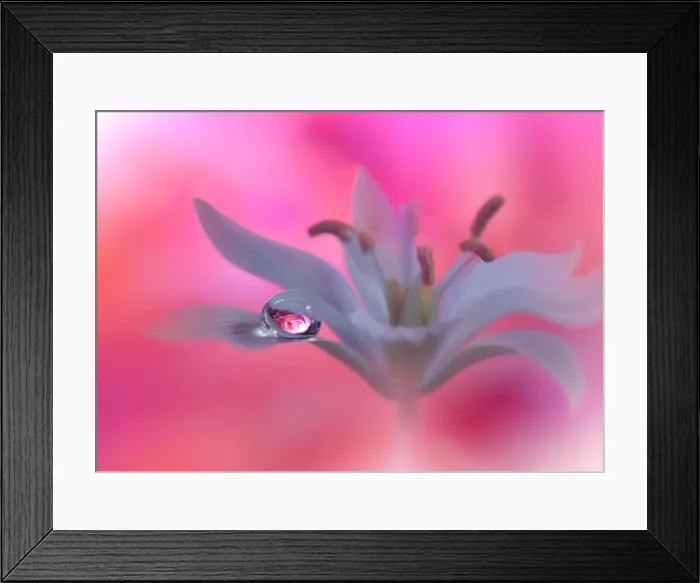 Framed Print : Beautiful Pink Nature Background.Colorful Artistic Wallpaper.Natural Abstract Macro Photography.Creative Floral Art Design.Coral Color.Water drop.Pure Framed Print : Beautiful Pink Nature Background.Colorful Artistic Wallpaper.Natural Abstract Macro Photography.Creative Floral Art Design.Coral Color.Water drop.Pure