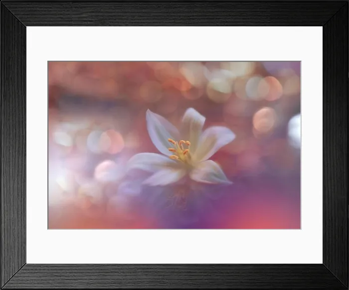 Framed Print : Beautiful Orange Nature Background.Colorful Artistic Wallpaper.Natural Abstract Macro Photography.Creative Floral Art Design.Coral Color 2019.Jasmine Framed Print : Beautiful Orange Nature Background.Colorful Artistic Wallpaper.Natural Abstract Macro Photography.Creative Floral Art Design.Coral Color 2019.Jasmine