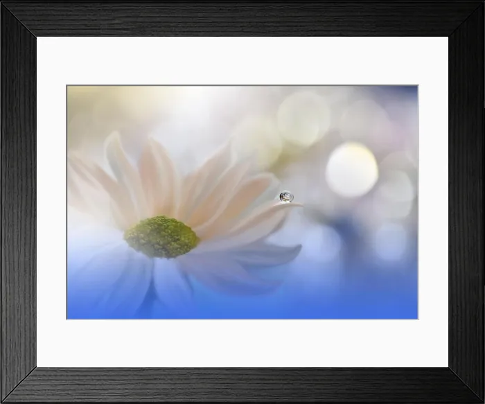 Framed Print : Beautiful Blue Nature Background.Colorful Artistic Wallpaper.Natural Abstract Macro Photography.Creative Floral Art Design.Daisy Flower.Water Drop Framed Print : Beautiful Blue Nature Background.Colorful Artistic Wallpaper.Natural Abstract Macro Photography.Creative Floral Art Design.Daisy Flower.Water Drop