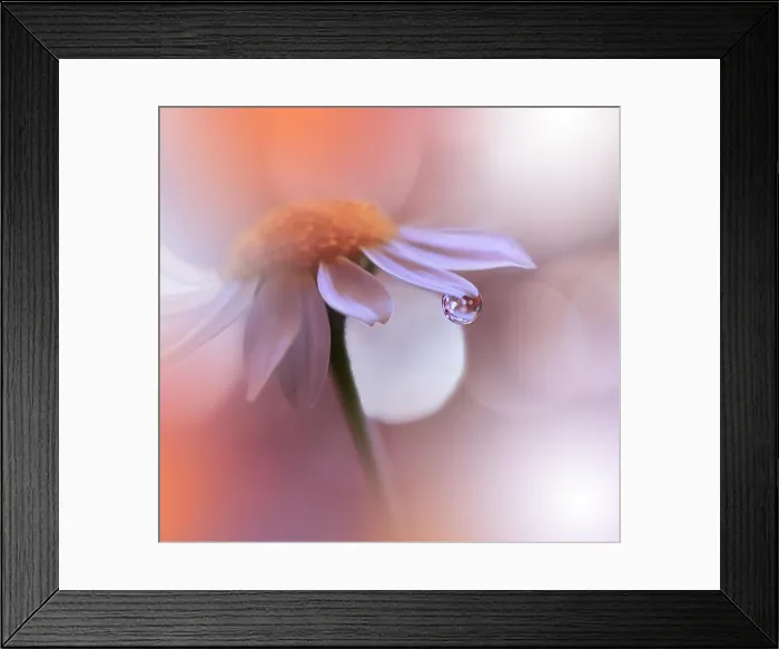 Framed Print : Beautiful Orange Nature Background.Colorful Artistic Wallpaper.Natural Abstract Macro Photography.Creative Floral Art Design.Coral Color 2019.Daisy Framed Print : Beautiful Orange Nature Background.Colorful Artistic Wallpaper.Natural Abstract Macro Photography.Creative Floral Art Design.Coral Color 2019.Daisy