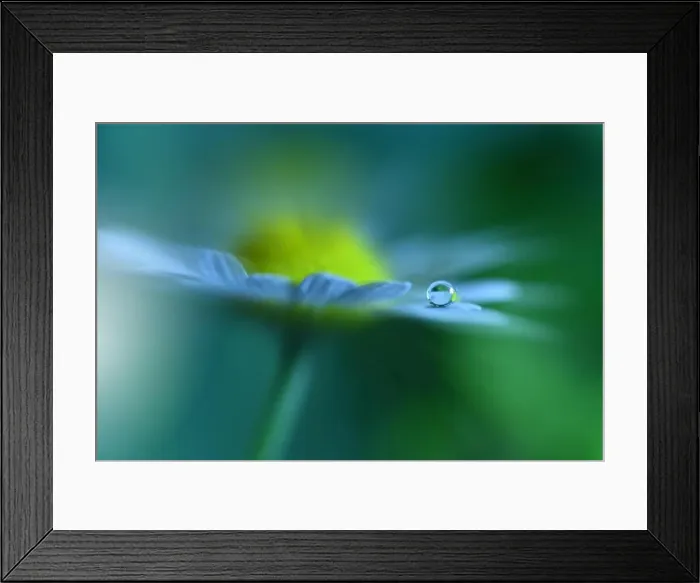 Framed Print : Macro Photography.Floral abstract pastel green background with copy space.White flower in soft style for wedding card.Nature Background.Ecology, plant