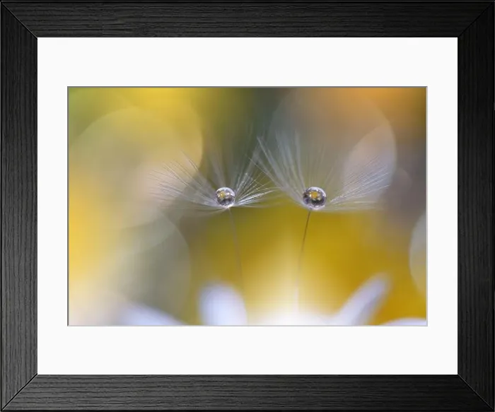 Framed Print : Beautiful Nature Background.Floral Art Design.Abstract Macro Photography.Pastel Flower.Dandelion Flowers.Golden Background.Creative Artistic Wallpaper