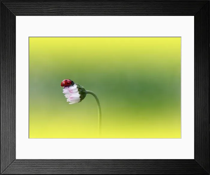 Framed Print : Beautiful Nature Background.Floral Art Design.Abstract Macro Photography.Daisy Flower.Tranquil Green Background.Creative Artistic Wallpaper.Ladybug Framed Print : Beautiful Nature Background.Floral Art Design.Abstract Macro Photography.Daisy Flower.Tranquil Green Background.Creative Artistic Wallpaper.Ladybug