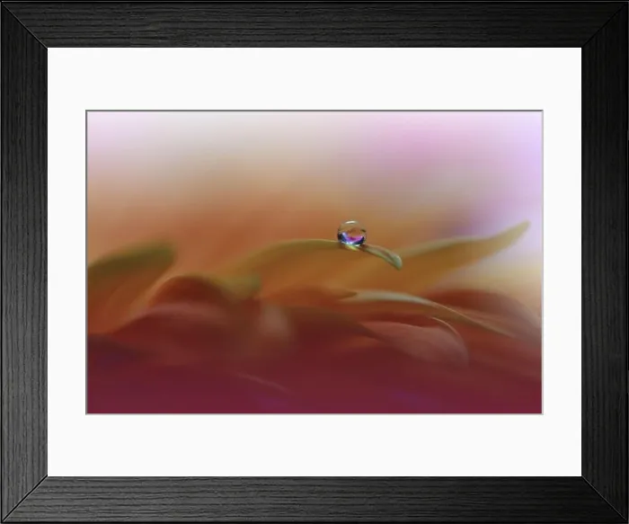 Framed Print : Beautiful Nature Background.Floral Art Design.Abstract Macro Photography.Daisy Flower.Orange Background.Creative Artistic Wallpaper.Tranquil, spa, drop Framed Print : Beautiful Nature Background.Floral Art Design.Abstract Macro Photography.Daisy Flower.Orange Background.Creative Artistic Wallpaper.Tranquil, spa, drop