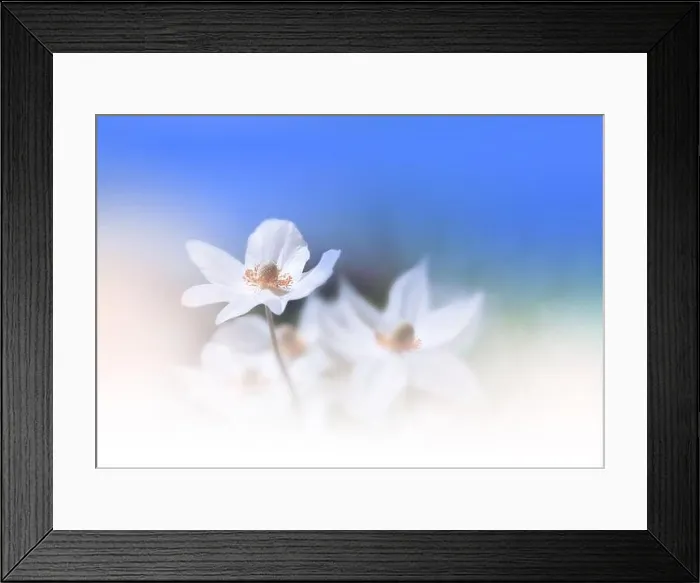 Framed Print : Beautiful Nature Background.Floral Art Design.Abstract Macro Photography.Colorful Flower.Pastel Flowers.Blue Background.Creative Artistic Wallpaper