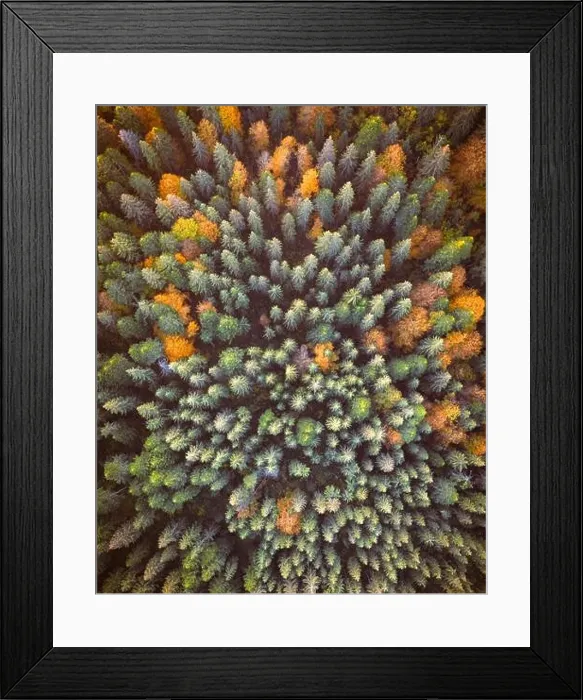 Framed Print : Aerial drone top down view. Yellow, orange and red autumn trees in colorful forest. Sunny day in autumn mountains Framed Print : Aerial drone top down view. Yellow, orange and red autumn trees in colorful forest. Sunny day in autumn mountains