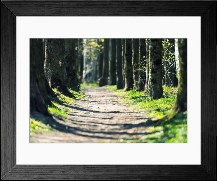 Framed Print : Path in the spring park. Tree trunks in green grass in an oak alley Framed Print : Path in the spring park. Tree trunks in green grass in an oak alley