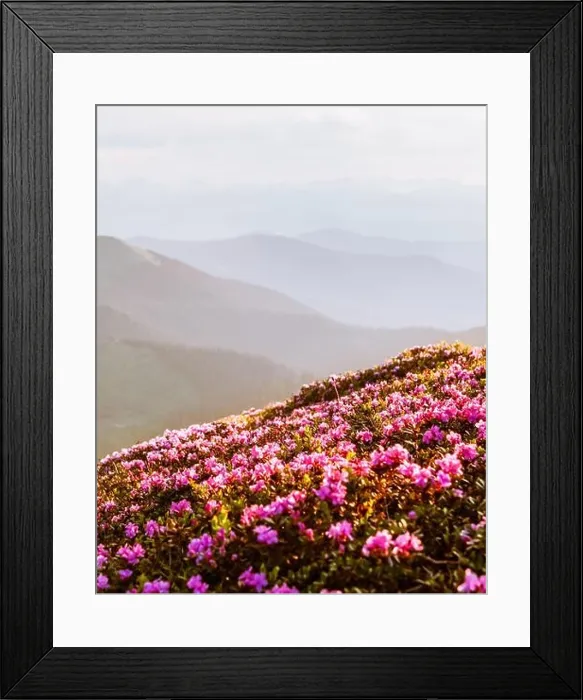 Framed Print : Rhododendron flowers covered mountains meadow in summer time. Beauty sunrise light glowing on a foreground. Landscape photography Framed Print : Rhododendron flowers covered mountains meadow in summer time. Beauty sunrise light glowing on a foreground. Landscape photography