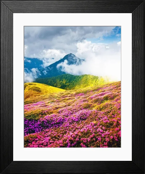 Framed Print : Summer landscape with pink blooming rhododendron flowers in the mountains glade. Beauty in nature world background Framed Print : Summer landscape with pink blooming rhododendron flowers in the mountains glade. Beauty in nature world background