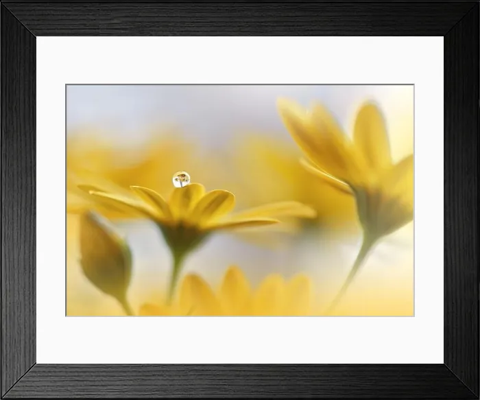 Framed Print : Beautiful Nature Background.Floral Art Design.Abstract Macro Photography.Daisy Flower.Yellow Background.Creative Artistic Wallpaper.Tranquil, spa, drop Framed Print : Beautiful Nature Background.Floral Art Design.Abstract Macro Photography.Daisy Flower.Yellow Background.Creative Artistic Wallpaper.Tranquil, spa, drop