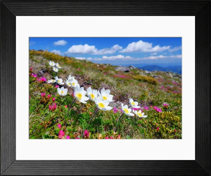 Framed Print : beauty rhododendron in high mountains Framed Print : beauty rhododendron in high mountains