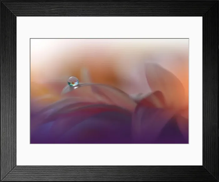 Framed Print : Beautiful Nature Background.Floral Art Design.Abstract Macro Photography.Daisy Flower.Orange Background.Creative Artistic Wallpaper.Tranquil, spa, drop Framed Print : Beautiful Nature Background.Floral Art Design.Abstract Macro Photography.Daisy Flower.Orange Background.Creative Artistic Wallpaper.Tranquil, spa, drop