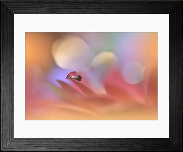 Framed Print : Beautiful Macro Photo.Colorful Flowers.Border Art Design.Magic Light.Close up Photography.Conceptual Abstract Image.Violet Background.Water Drop Framed Print : Beautiful Macro Photo.Colorful Flowers.Border Art Design.Magic Light.Close up Photography.Conceptual Abstract Image.Violet Background.Water Drop