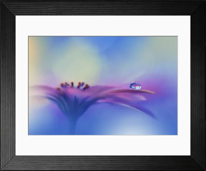 Framed Print : Beautiful Macro Photo.Colorful Flowers.Border Art Design.Magic Light.Close up Photography.Conceptual Abstract Image.Violet Background.Water Drop Framed Print : Beautiful Macro Photo.Colorful Flowers.Border Art Design.Magic Light.Close up Photography.Conceptual Abstract Image.Violet Background.Water Drop