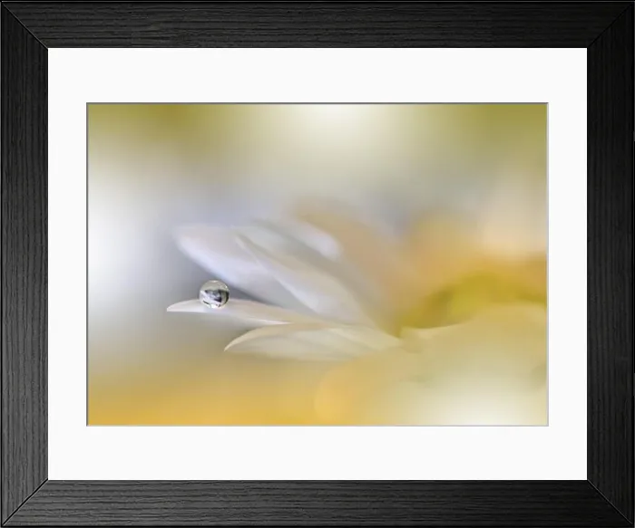 Framed Print : Beautiful Macro Photo.Colorful Flowers.Border Art Design.Magic Light.Close up Photography.Conceptual Abstract Image.Golden Background.Water Drop Framed Print : Beautiful Macro Photo.Colorful Flowers.Border Art Design.Magic Light.Close up Photography.Conceptual Abstract Image.Golden Background.Water Drop