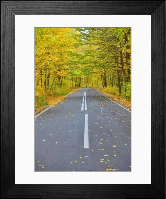 Framed Print : Narrow winding road in yellow autumn forest, with fallen leaves on the road Framed Print : Narrow winding road in yellow autumn forest, with fallen leaves on the road