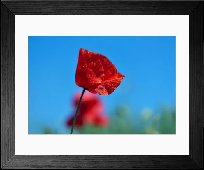 Framed Print : Poppy flowers on green field isolated Framed Print : Poppy flowers on green field isolated